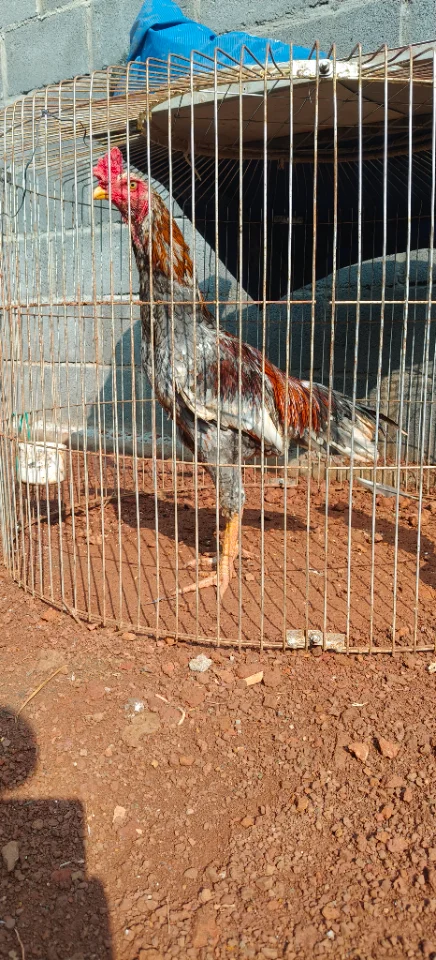 Gà đòn Bán hoặc gl đổi giống