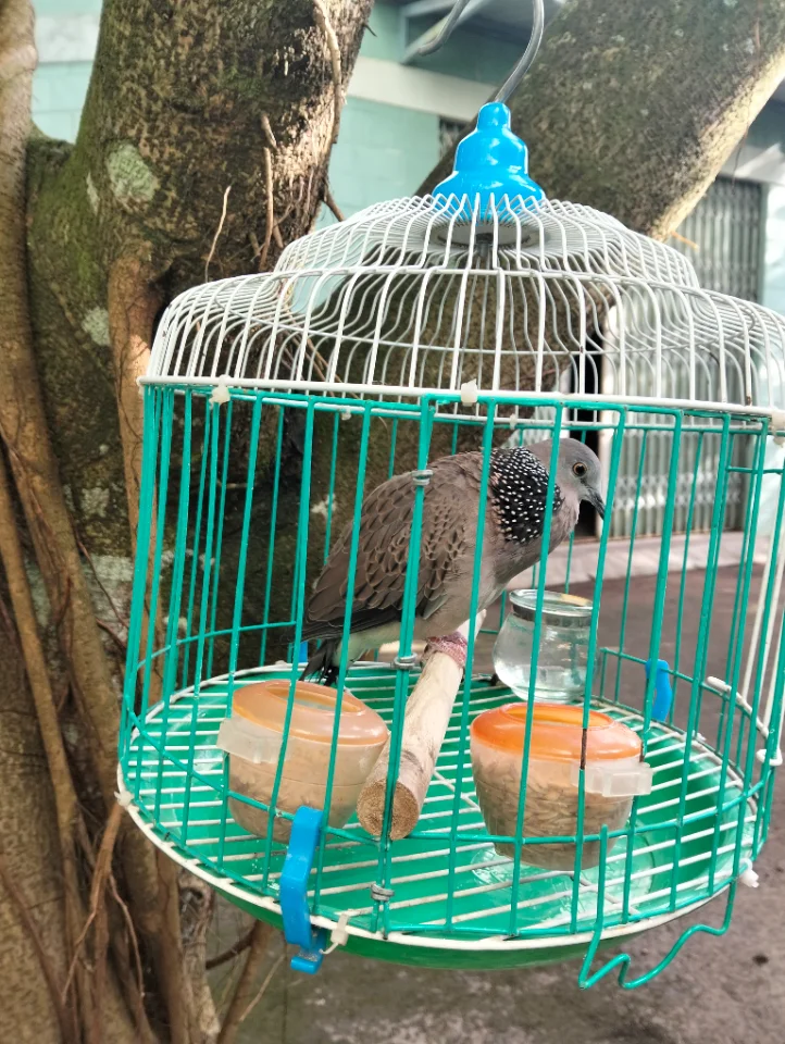 Lộc Tiến có con malai đang thành khách chia lại cho ae nào cần