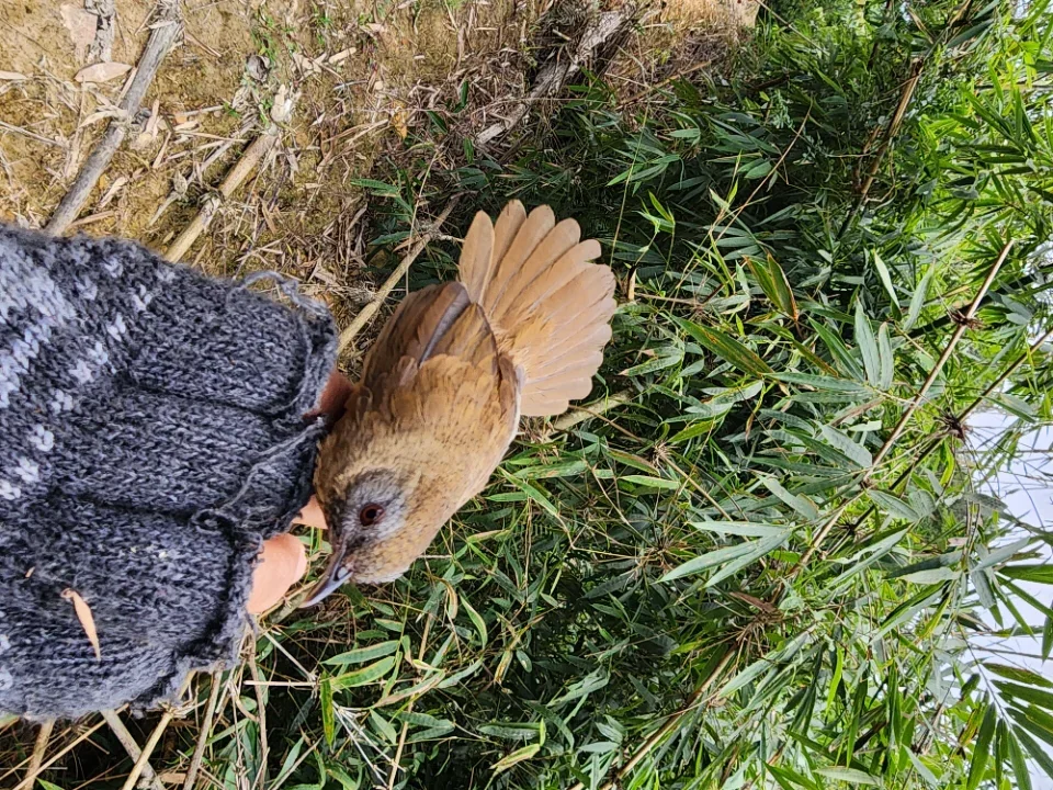 Chim tiểu mi bổi