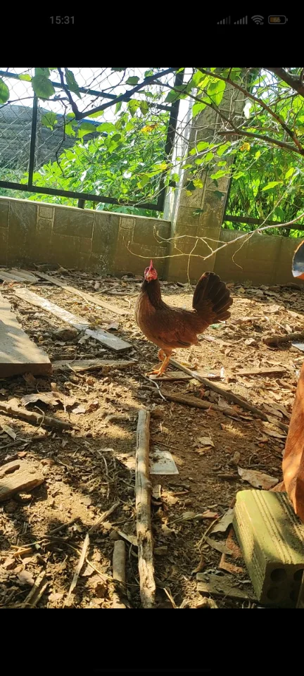 Nghỉ gà tl mái khét tre 1kg