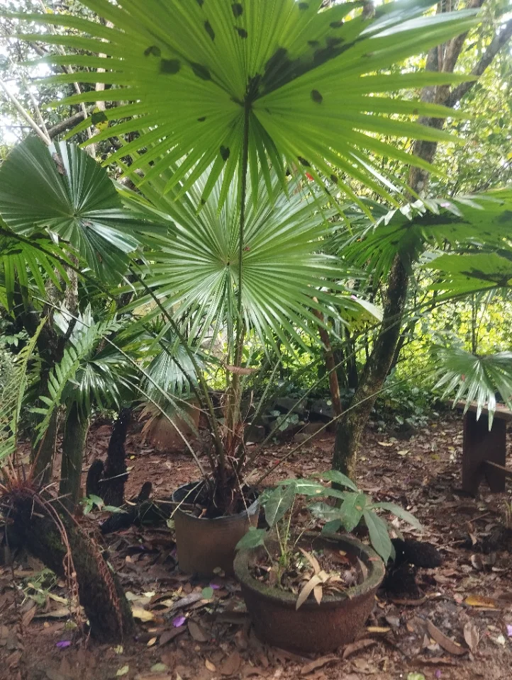 Bán chậu cọ