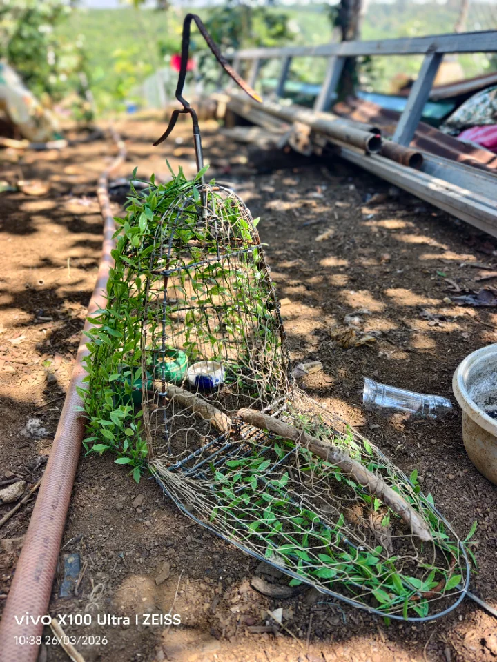 Bán lụp cu hoặc gl khuyên líu