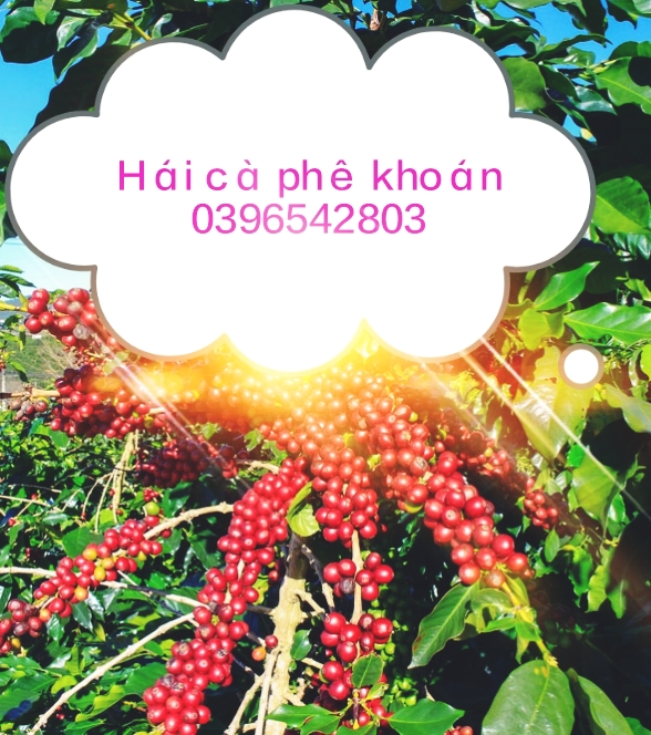 Hái cà phê khoán