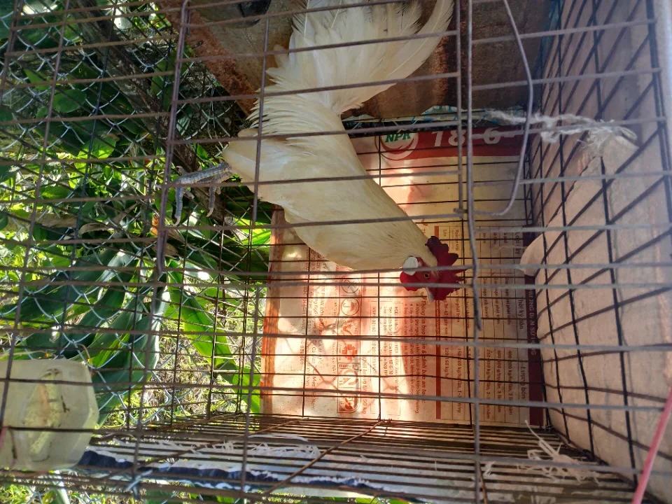Bảo lộc
