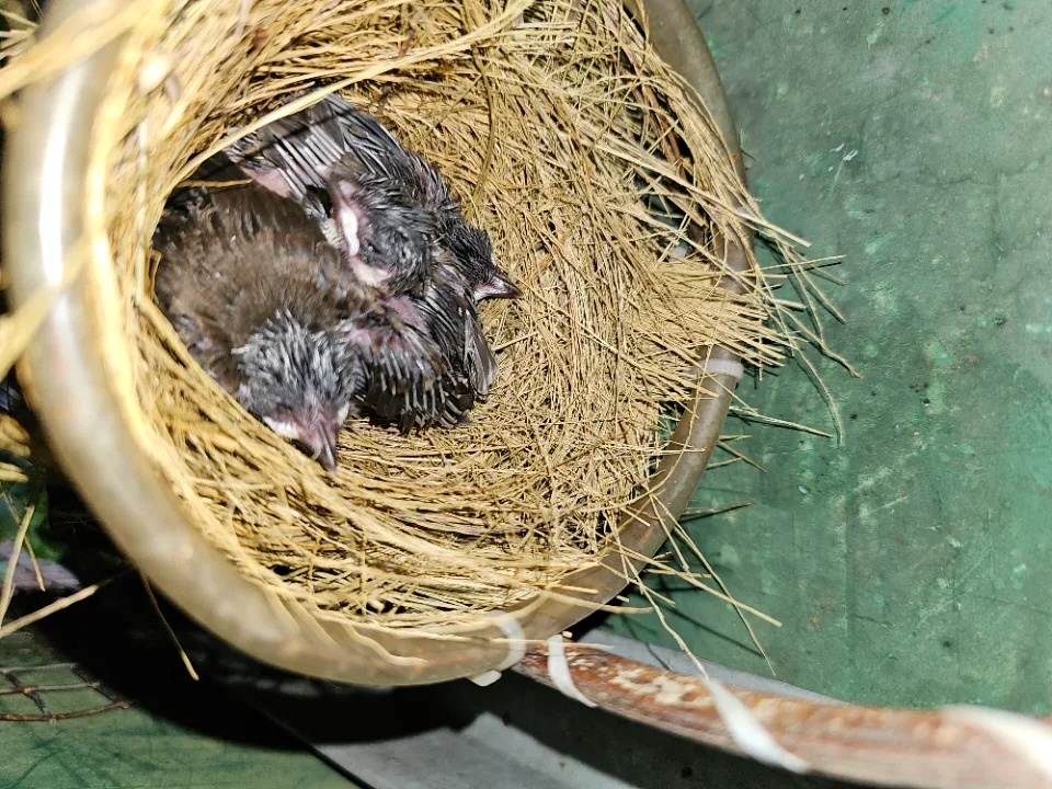 Tổ chào mào 1 con