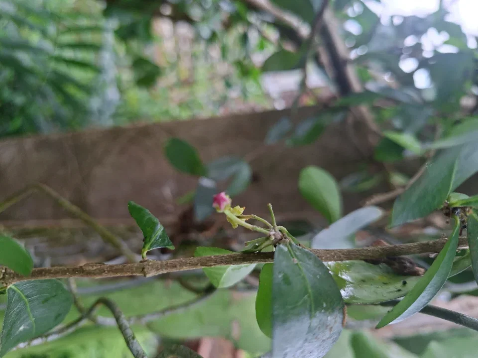 Bán cây sơri,  mai vàng