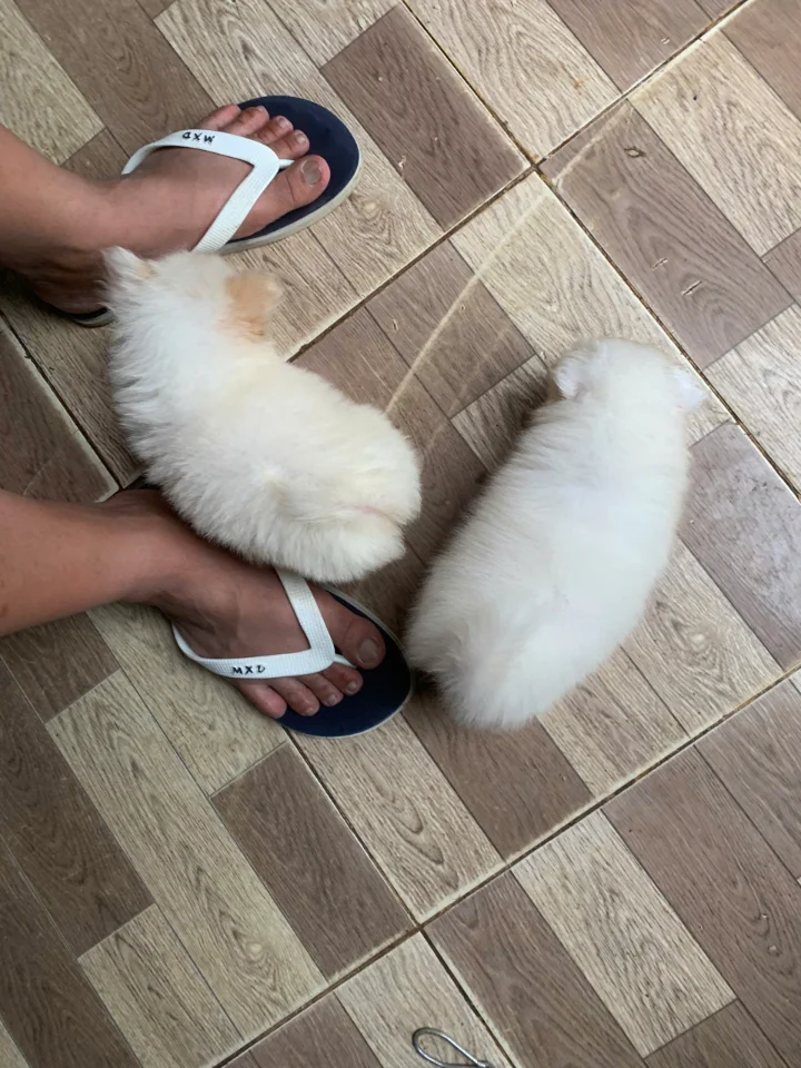 Phốc sóc nhà nuôi vó