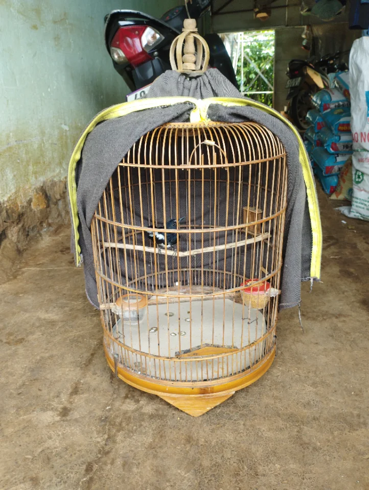 Chòe than bổi