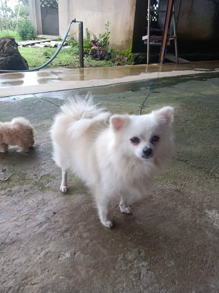 Bán phốc sóc