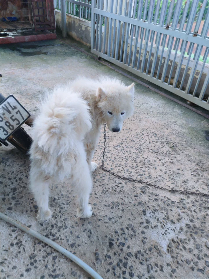Samoyed đực hơn 1 tuổi