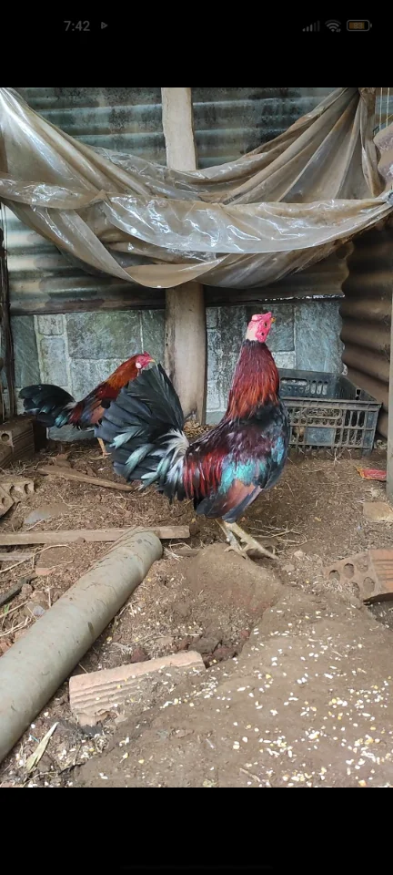 Gà đẹp 250k