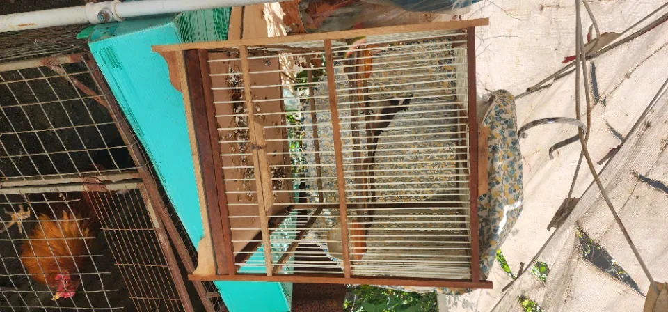 Thanh ly rẻ chào mào