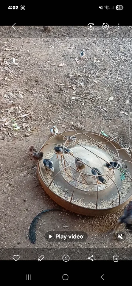 GÀ ĐÒN GIÁ RẺ(0379540396)