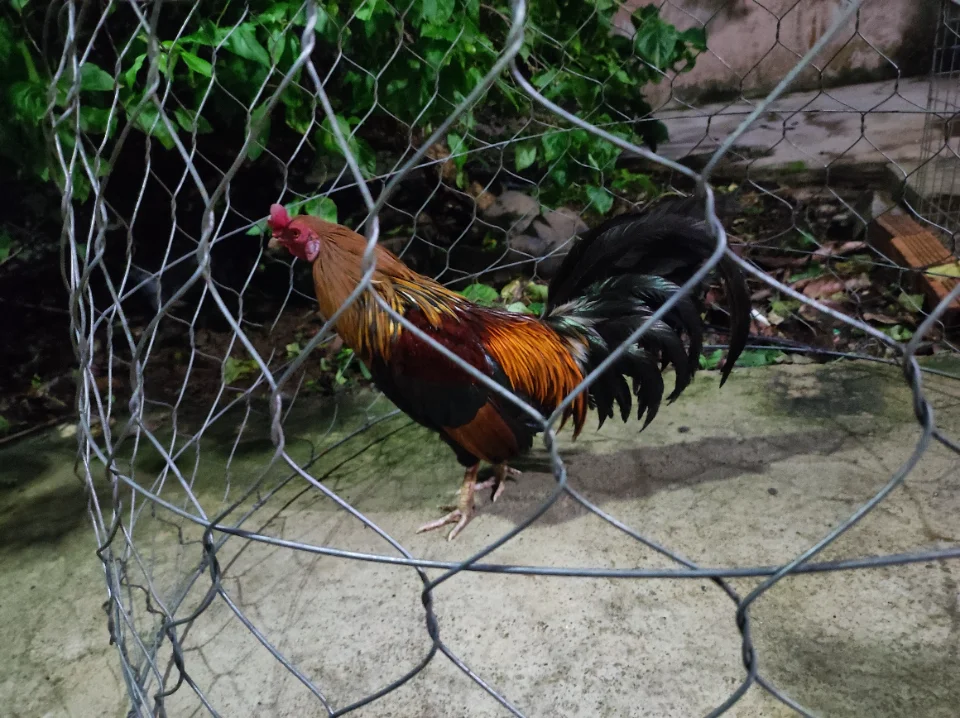 350k cự mạnh