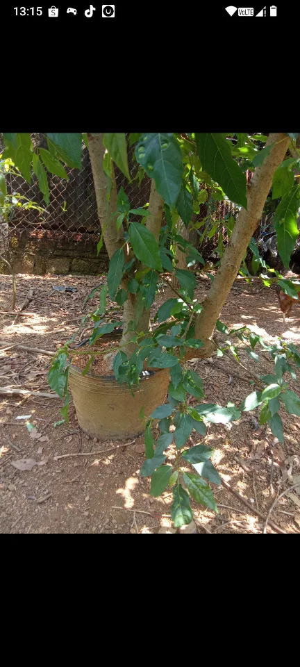 200k có một cây sung cho anh em nào về tập uốn tao thế