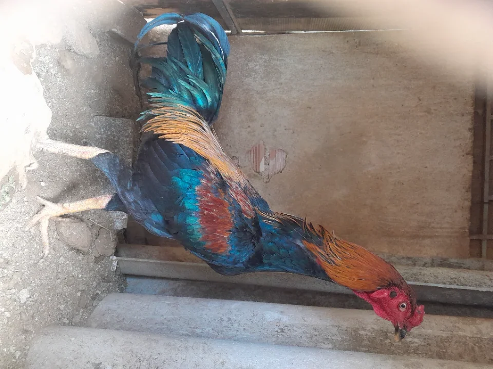 Gà đòn 3kg, giá 650k