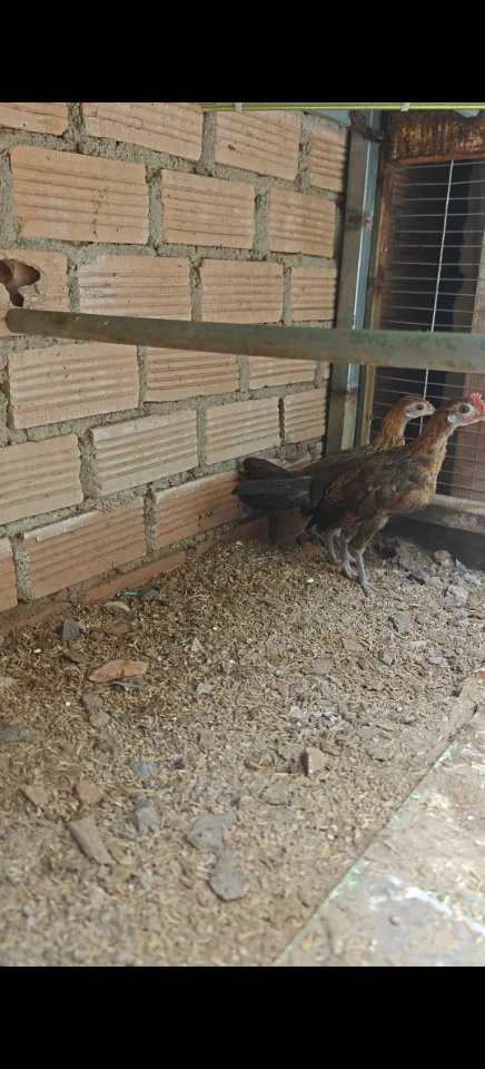 cặp gà f2 600k