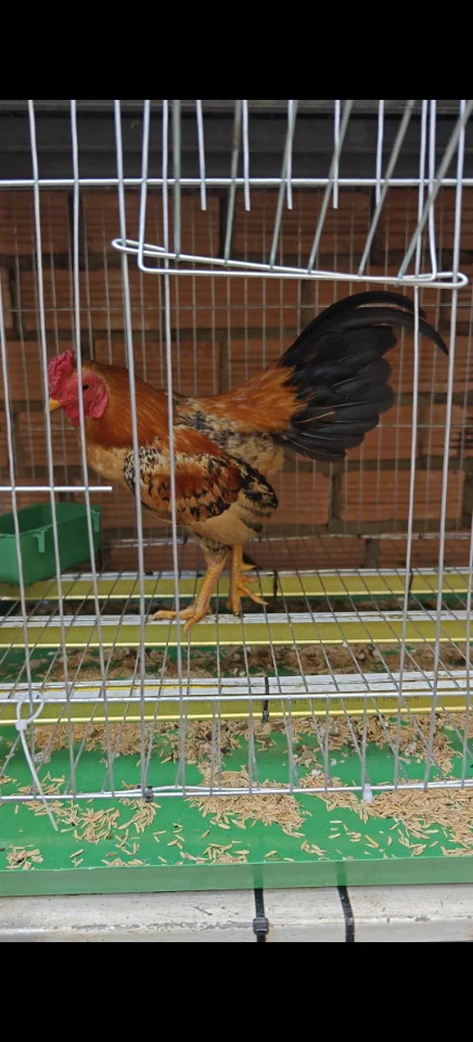 Bắc cộc vàng bò