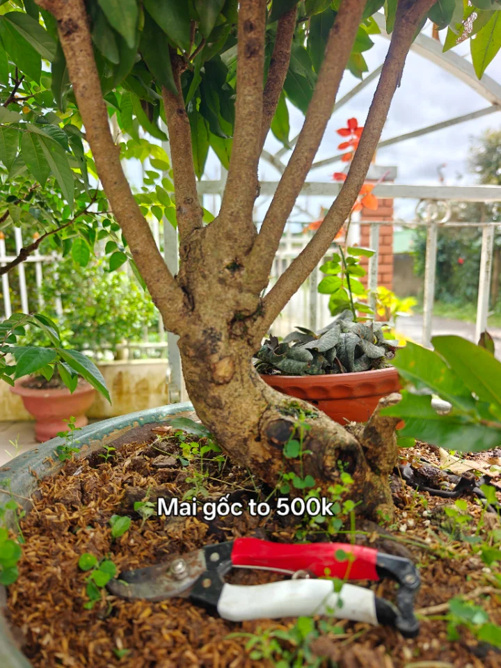 Chật vườn bán bớt bonsai