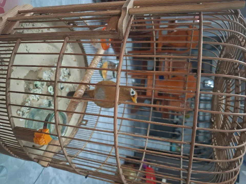 Họa mi
