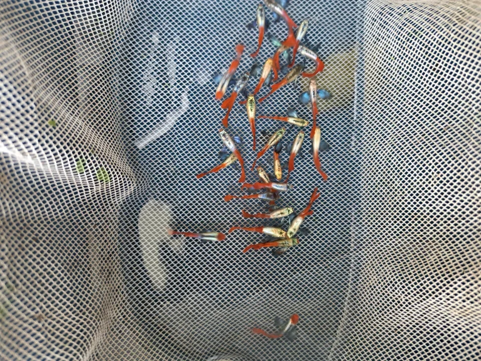 Cá 7 màu Dumbo red tail