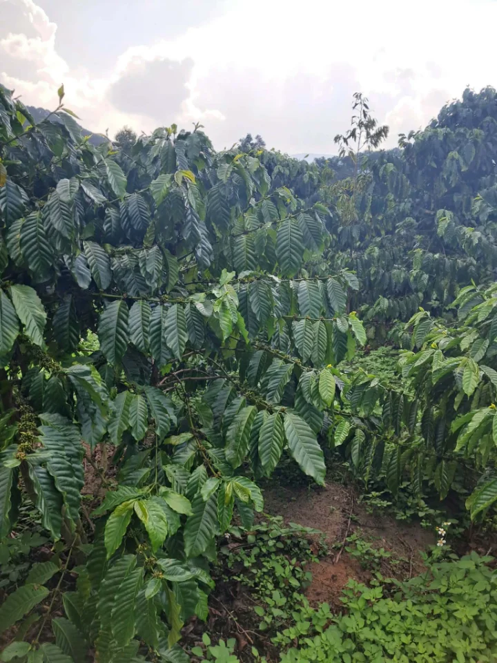 Cần người xịt thuốc