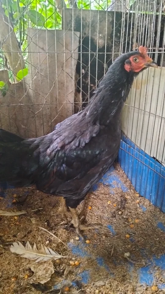 Mái lông sil Mỹ Việt 2kg5 kg