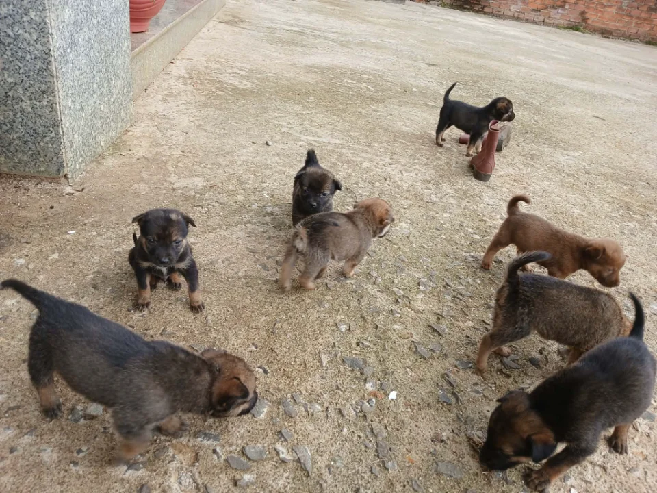 Cần bán chó con nhà nuôi