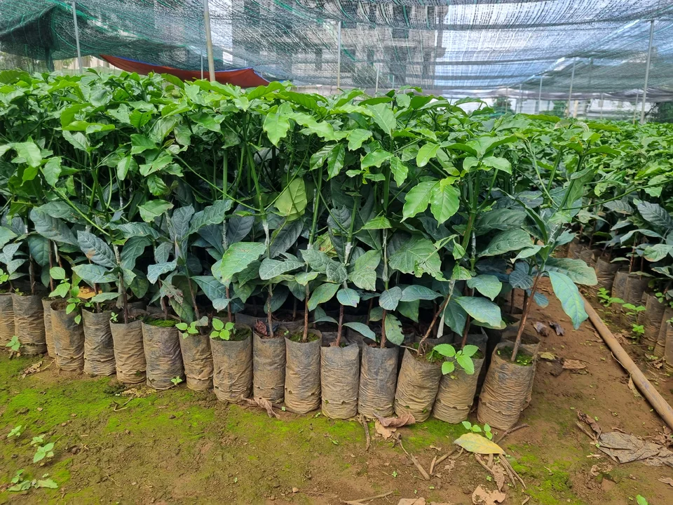 Cf giống bán