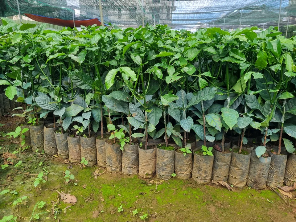 Cf giống bán
