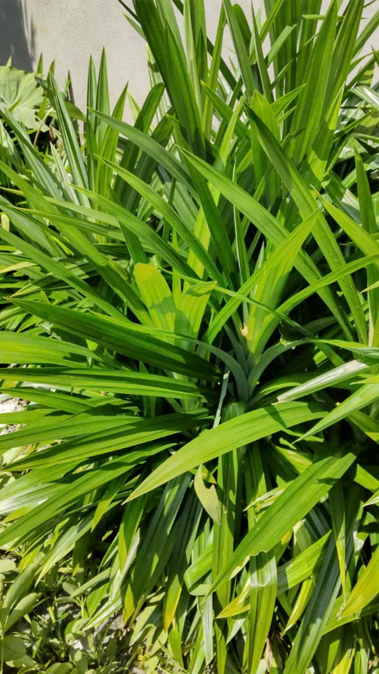 Cho cây lá dứa thơm