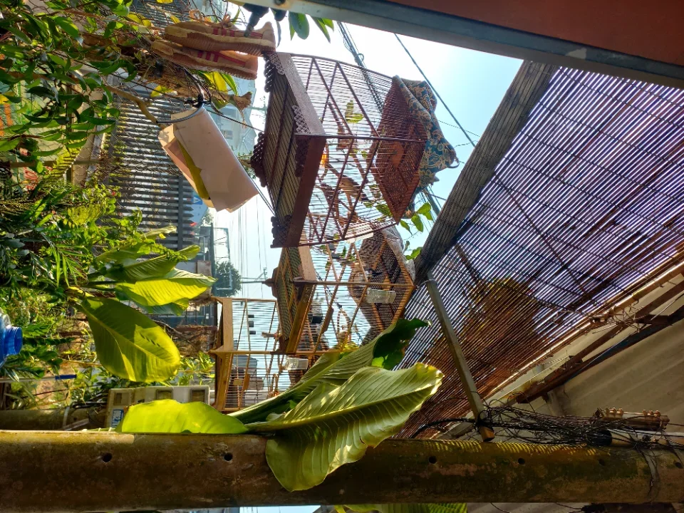 Chào mào bổi đẹp