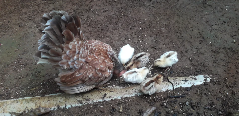 Bán bầy gà thái chân lùn