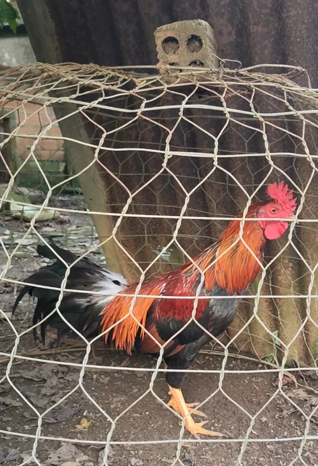 Trạng bé