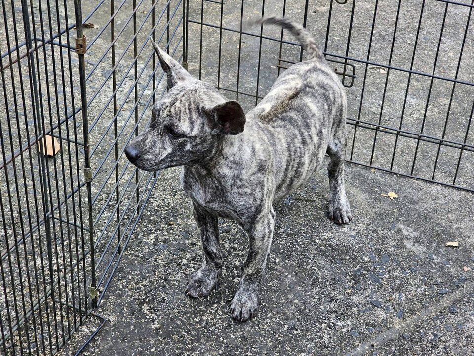 Cần tìm nhà mới cho các em Phú Quốc