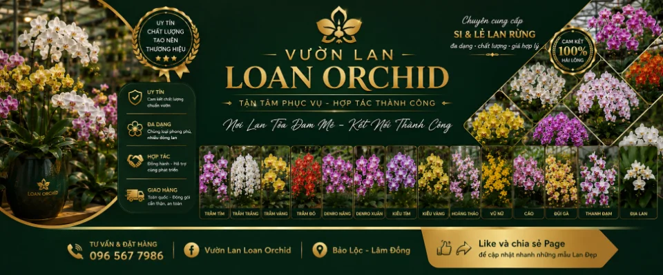 Vườn Lan Loan Orichid _Lâm Đồng Chia Sẻ Đam Mê