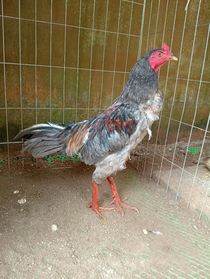 Gà tơ thay lông