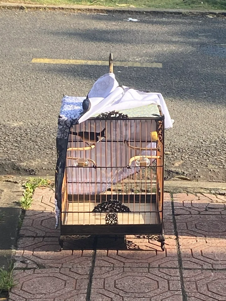 Vuông gỗ mun gl lồng thái