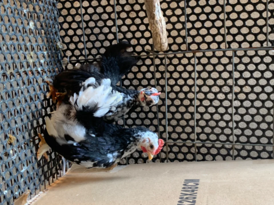 Cặp serama tơ 5xị