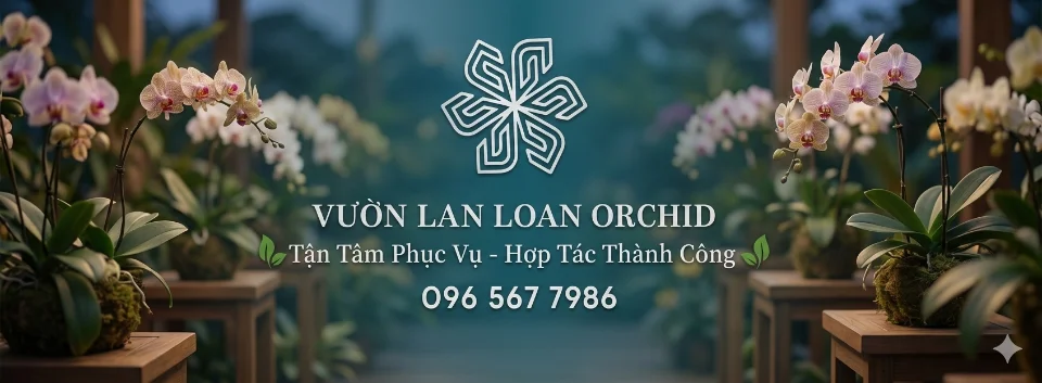 Vườn Lan Loan Orichid _Lâm Đồng Chia Sẻ Đam Mê
