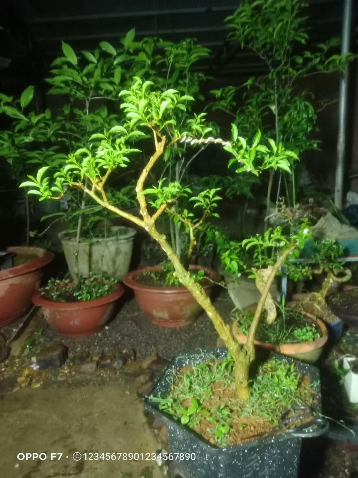 Hoa lài nhật
