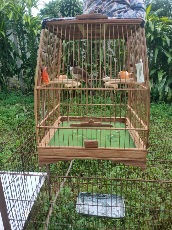Gl lồng chào mào