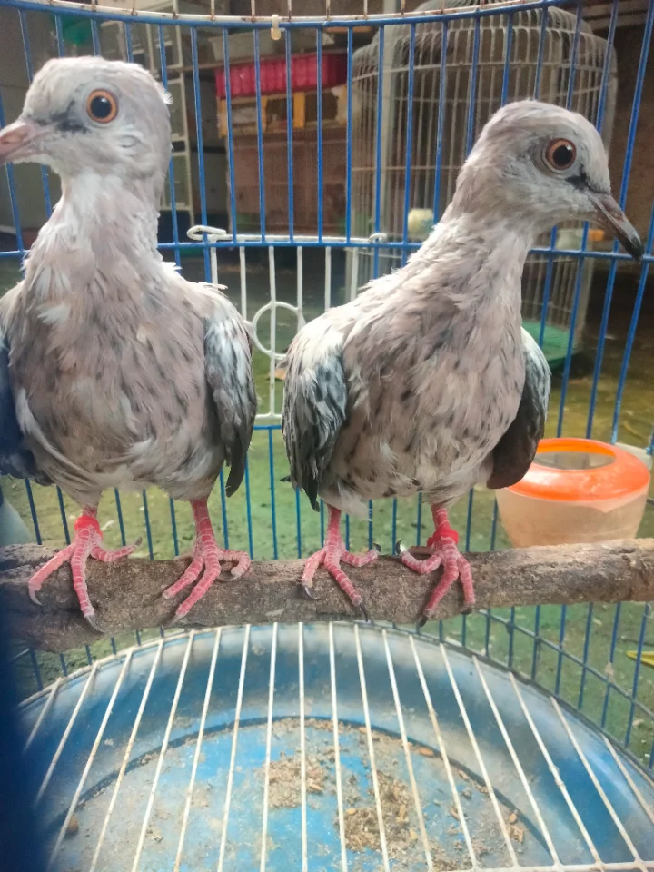 Bán cặp cu thái vân rồng