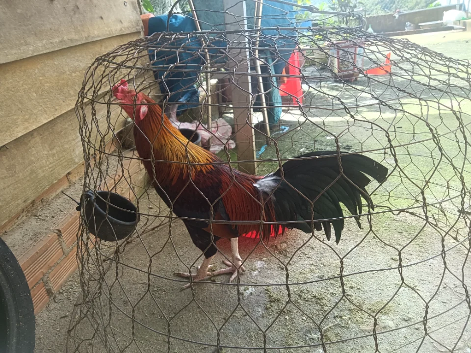 Gà lông gl chào mào