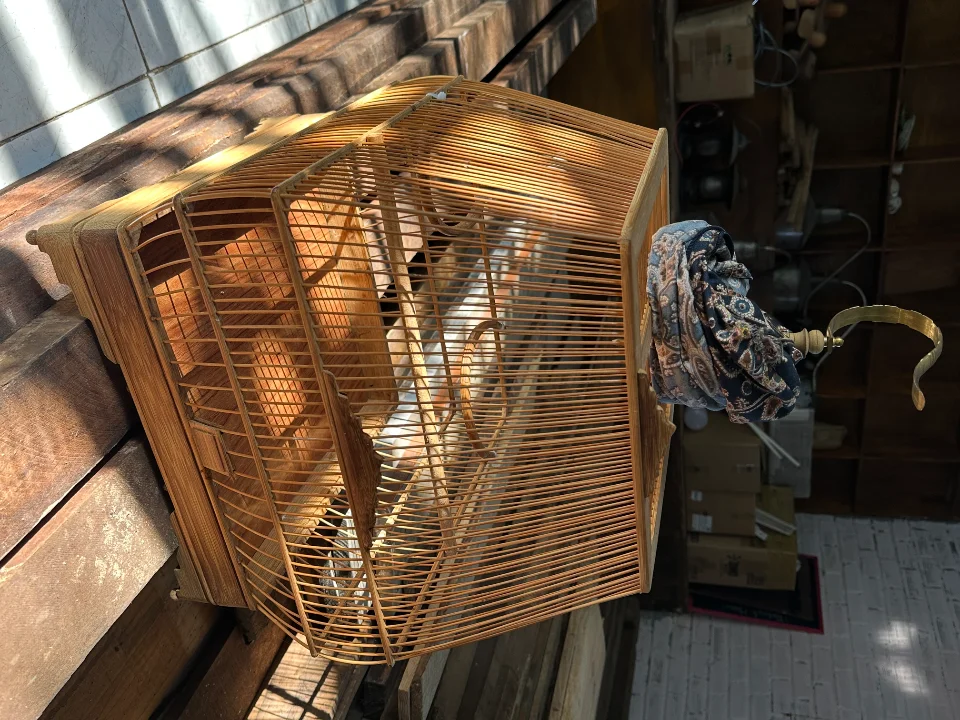 Lồng Sing nuôi mào