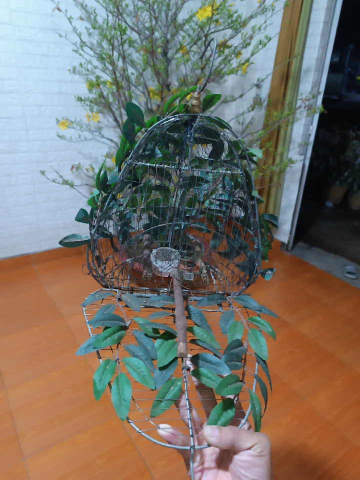 Lụp bẩy chim tiểu mi