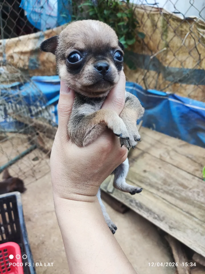Chihuahua Finom Hiệp Thạnh