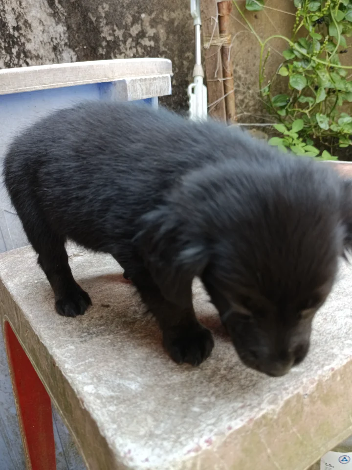 Chó lạp xưởng lai 1,5 tháng tuổi