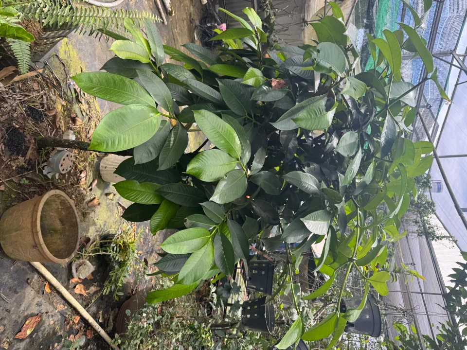 Măng cụt