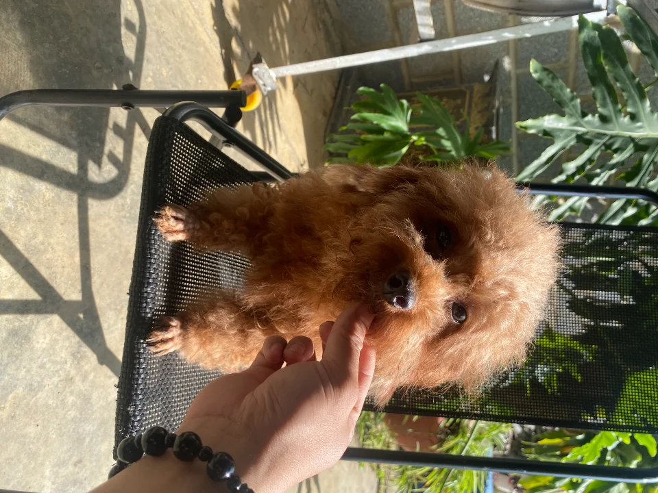 Poodle cái thanh lý